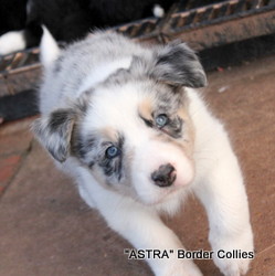 Blue merle Female, Rough coat, border collie puppy